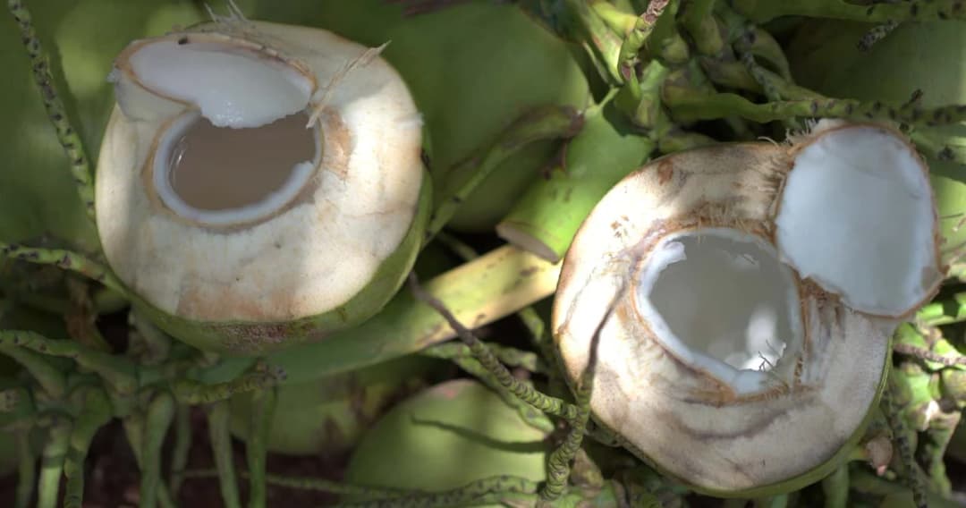 รัฐมีมาตรการปกป้องพิเศษมะพร้าว ปี 64 เก็บภาษีนำเข้า 72% หากเกินโควต้า