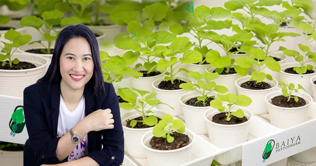 วัคซีน ‘ใบยาซาร์สโควีทูแวกซ์1’ ทางเลือกวัคซีนโควิด-19