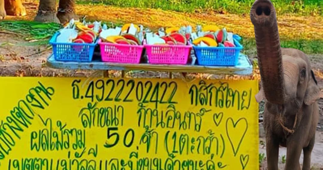 ช้างตกงาน วิกฤตสัตว์ประจำชาติไทย ที่รัฐบาลไม่เหลียวแลหลังได้รับผลกระทบจากโควิด