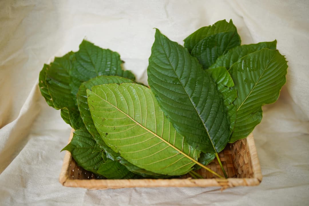 แพทย์เตือน ‘ใบกระท่อม’ กินให้พอดีมีประโยชน์ทางยา ไม่ควรเกิน 5 ใบต่อวัน