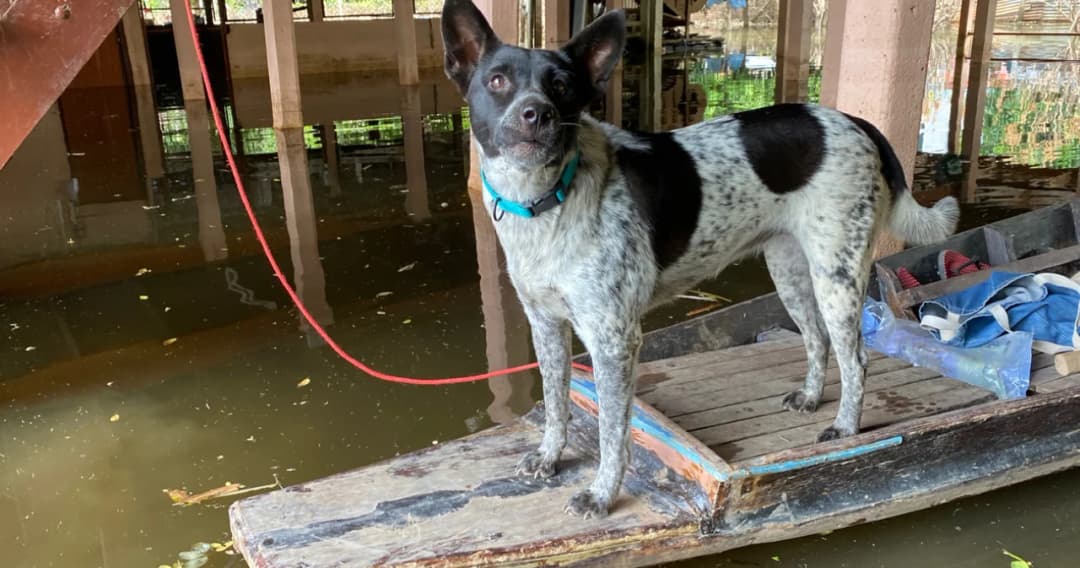 น้ำท่วม อยุธยา – สิงห์บุรี กระทบหมาแมวกว่า 3,000 ตัว ‘ซอยด๊อก’ เร่งส่งอาหารสัตว์ช่วยเหลือ