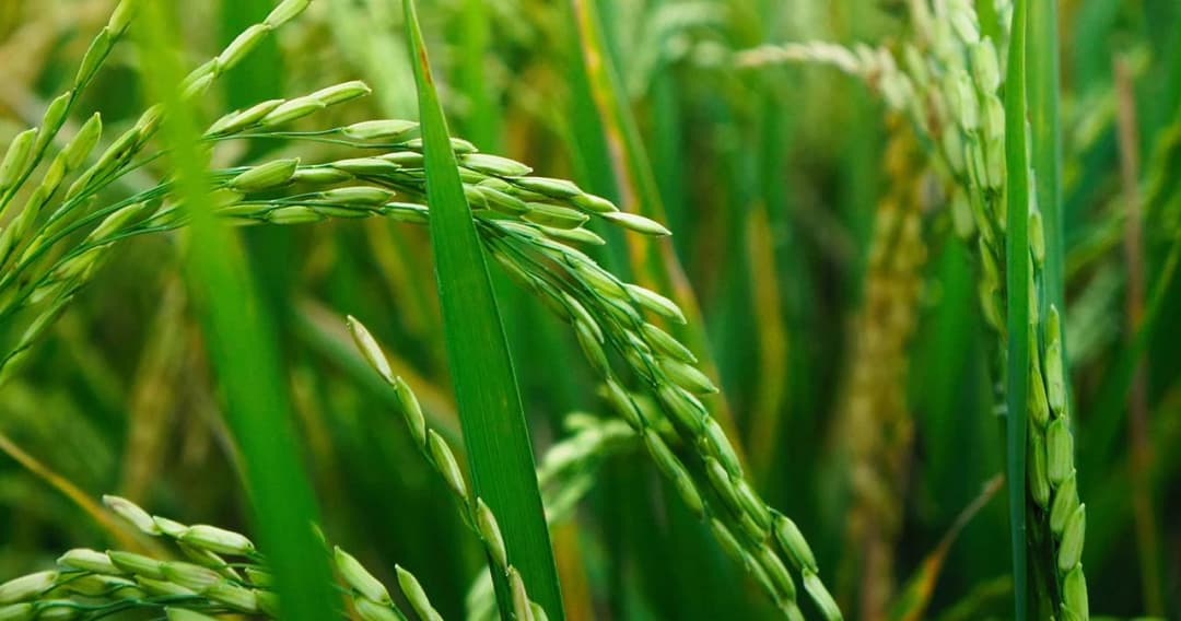 รัฐทุ่มงบ 22,000 ล้านบาท ประกันรายได้ ข้าว-มันสำปะหลัง-ข้าวโพดเลี้ยงสัตว์