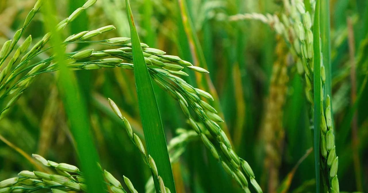 รัฐทุ่มงบ 22,000 ล้านบาท ประกันรายได้ ข้าว-มันสำปะหลัง-ข้าวโพดเลี้ยงสัตว์