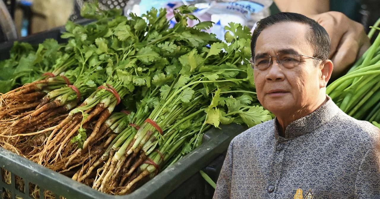 รมว.เกษตรฯ เผย ‘พล.อ.ประยุุทธ์’ สั่งใช้ที่ทหารปลูกผักชี หลังราคาพุ่งกิโลละ 400 บาท