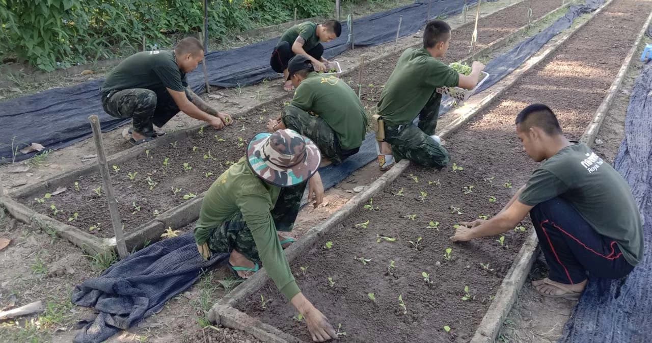 กองทัพ ขานรับนโยบาย นายกฯ ปลูกผักในหน่วยทหาร ช่วยชุมชน