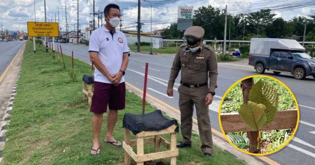 อบต.คลองท่อมใต้ ปลูกพืชกระท่อมบนเกาะกลางถนน ให้ประชาชนนำไปบริโภคฟรี