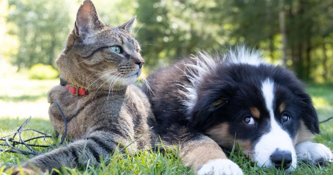 ‘หมอธีระ’ เผยผลวิจัย พบ ‘หมา-แมว’ ไทยติดโควิด ในบ้านที่เจ้าของติดเชื้อ 