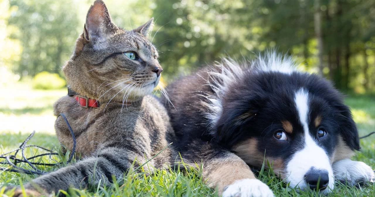 ‘หมอธีระ’ เผยผลวิจัย พบ ‘หมา-แมว’ ไทยติดโควิด ในบ้านที่เจ้าของติดเชื้อ