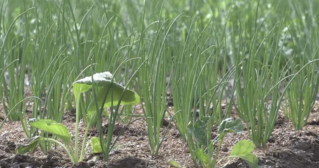 นายกฯ ย้ำหน่วยงานดูแลราคาสินค้าเกษตร ชี้ราคาผักบางรายการเริ่มปรับลดลง