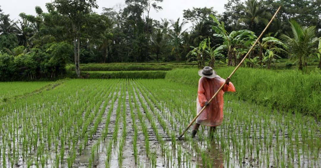 ธ.ก.ส. จ่ายเงินประกันรายได้แล้ว 1.12 หมื่นล้าน ‘คลัง’ ต้องเร่งหาเงินอุดอีก 7.6 หมื่นล้าน