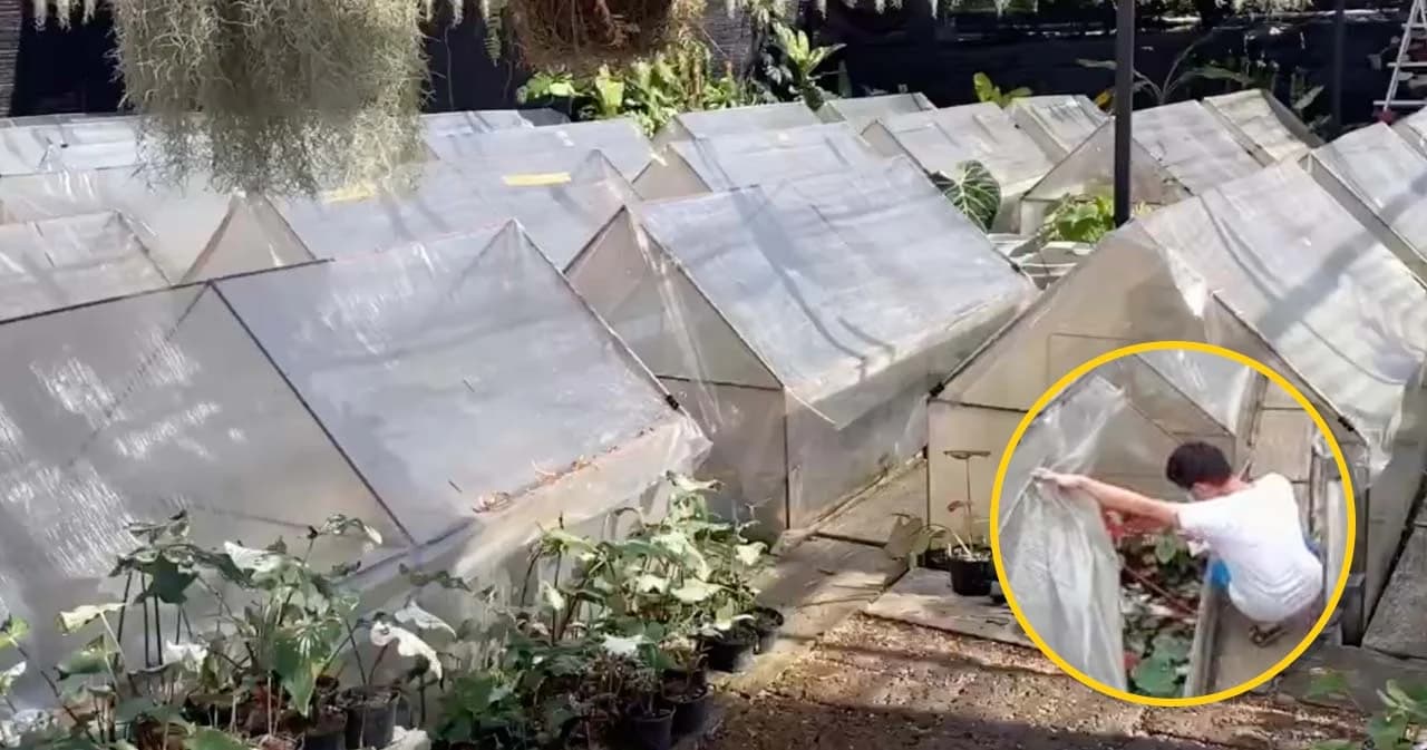 ดอกเตอร์แอบเด็ดยอดบอนสี เจ้าของร้านเรียกค่าเสียหายเกือบ 4 แสนบาท