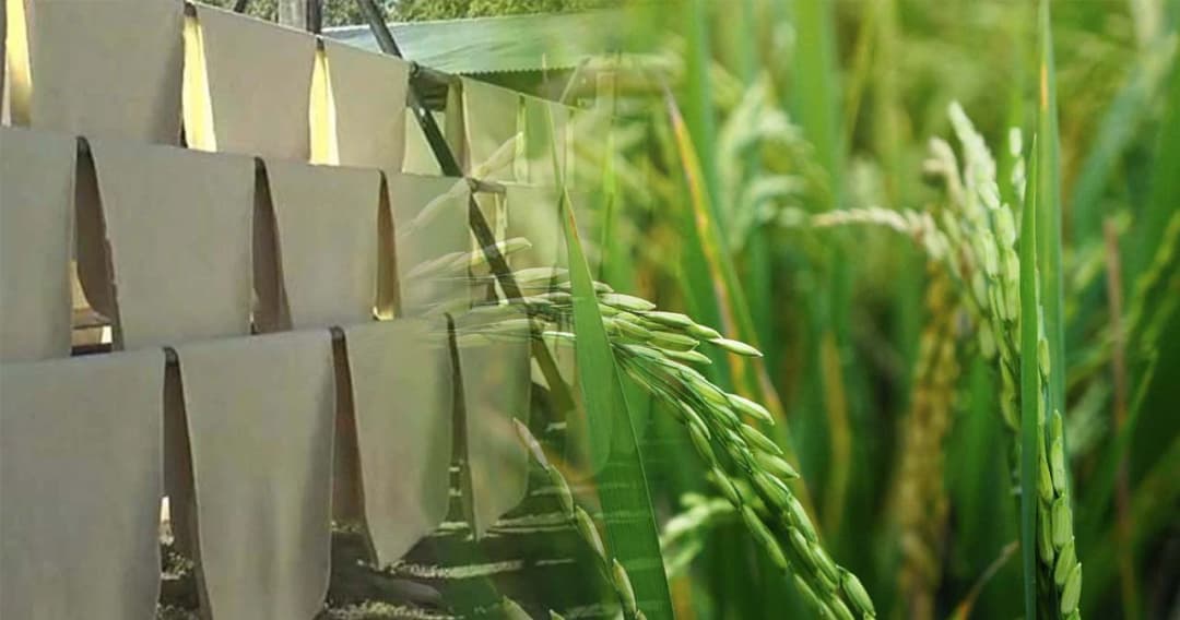 ครม.อนุมัติวงเงินประกันรายได้ ข้าว-ยางพารา