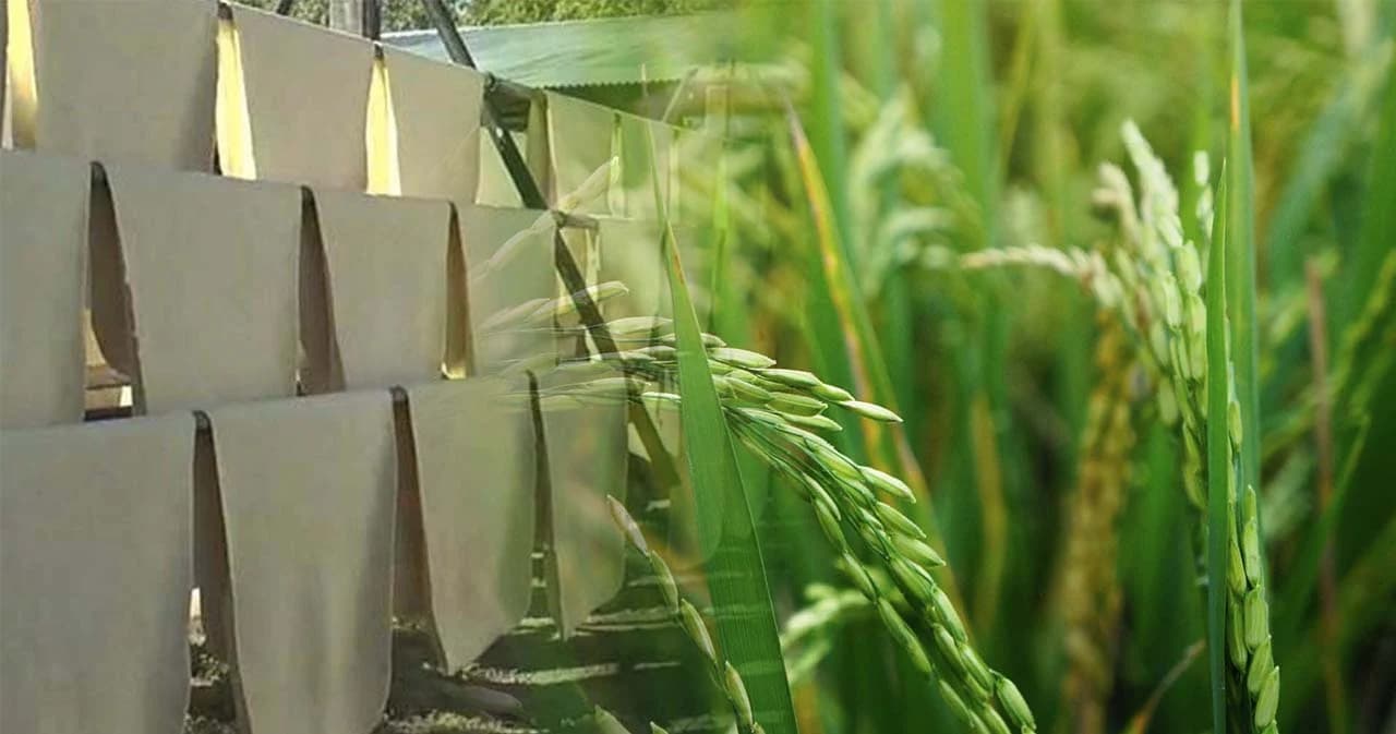 ครม.อนุมัติวงเงินประกันรายได้ ข้าว-ยางพารา