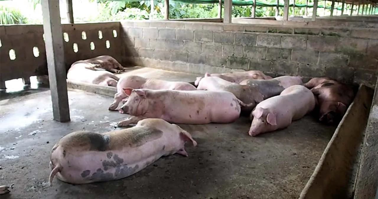 รัฐบาลเร่งหารือตรึงราคาหมู ชะลอส่งออก-ผลิตลูกหมูเพิ่ม หนุนปลูกข้าวโพดเป็นอาหารสัตว์