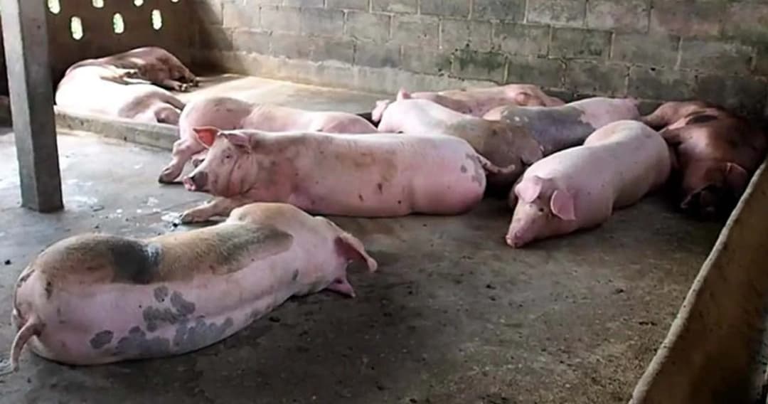 กกร. ออกมาตรการแก้ปัญหาหมูแพงเร่งด่วน สั่งห้ามส่งออกหมูเป็น 3 เดือน เริ่มตั้งแต่ 6 ม.ค.