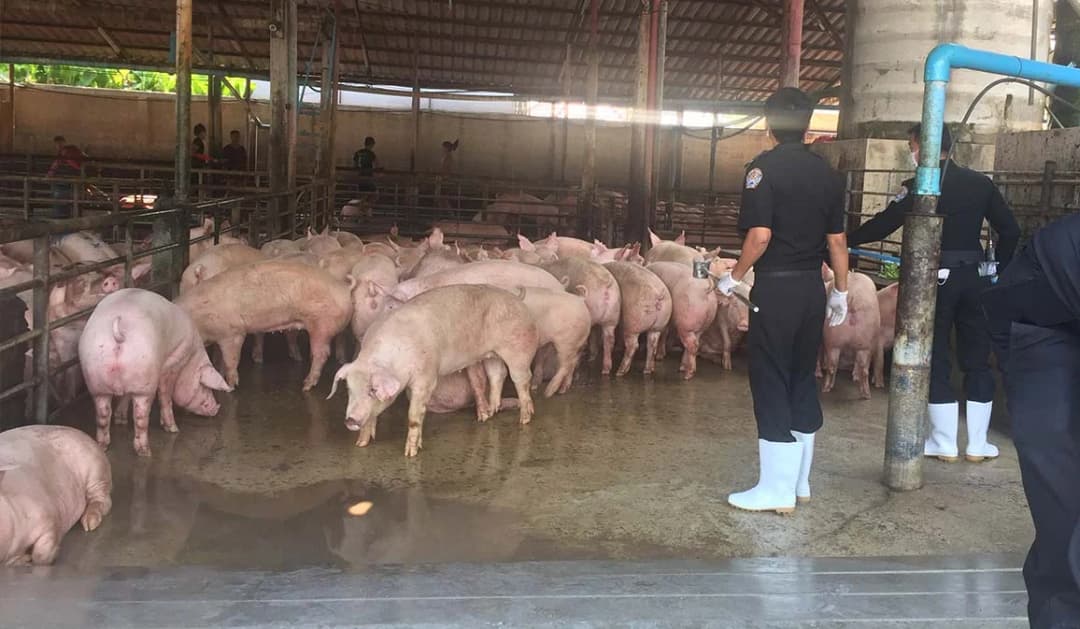 ปศุสัตว์ระดมกำลังตรวจฟาร์มหมูหาต้นตอหมูตาย หลังสื่อเปิดหลักฐานพบหมูป่วย ‘โรคอหิวาต์แอฟริกา’