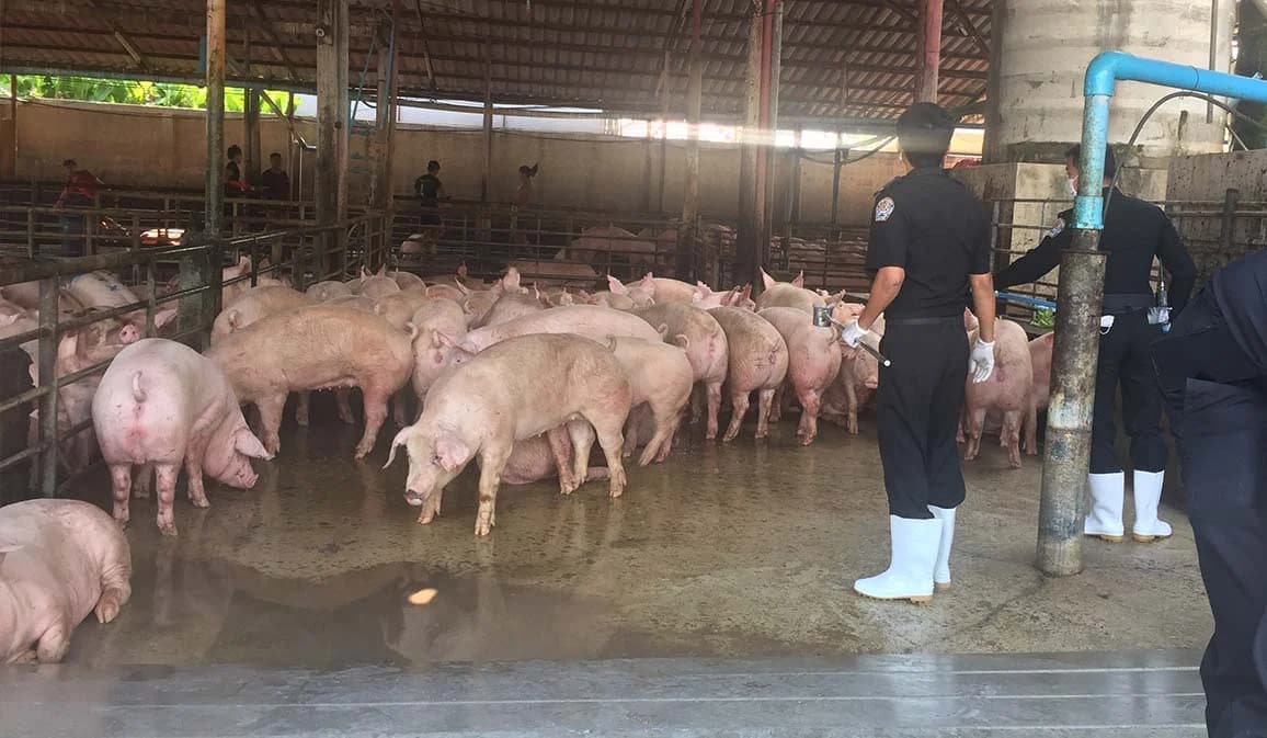 ปศุสัตว์ระดมกำลังตรวจฟาร์มหมูหาต้นตอหมูตาย หลังสื่อเปิดหลักฐานพบหมูป่วย ‘โรคอหิวาต์แอฟริกา’