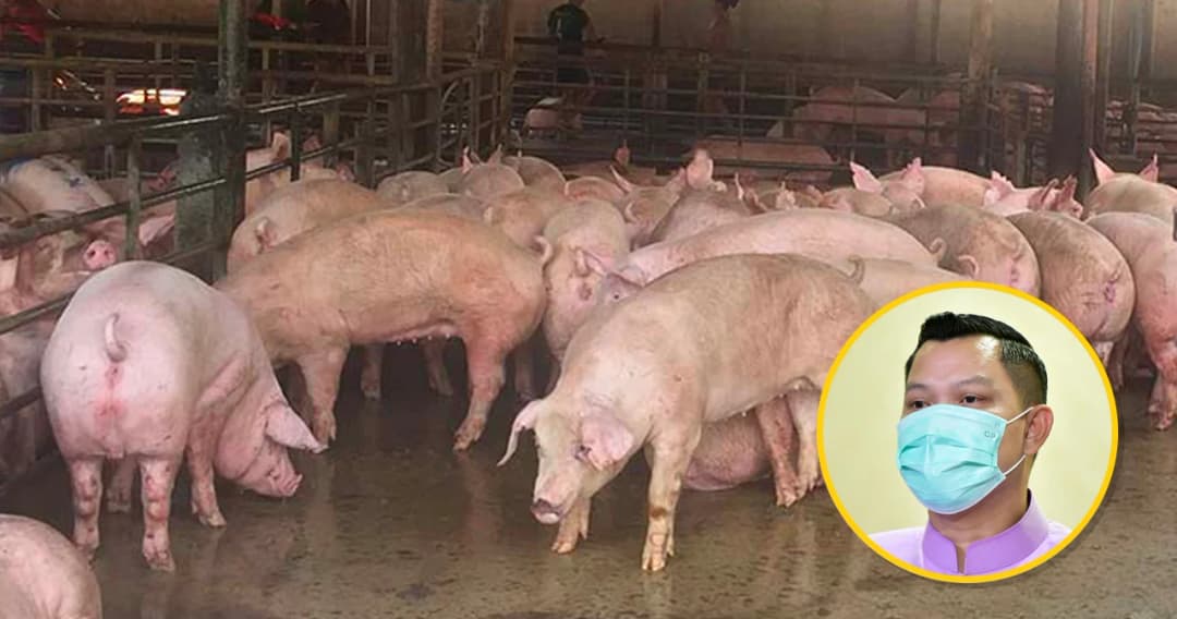 โฆษกรัฐบาล เผยรัฐไม่เคยปิดบังโรคระบาดในหมู