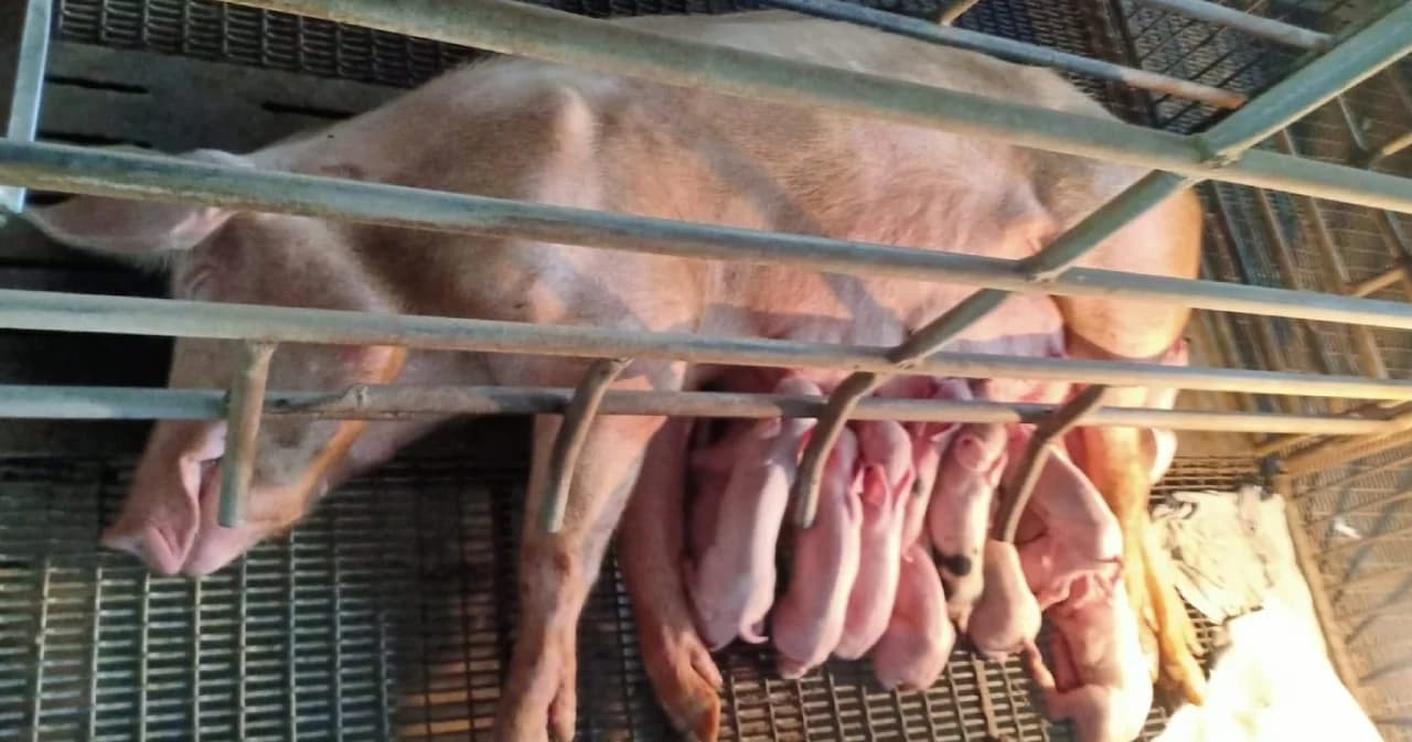 อธิบดีปศุสัตว์ ยัน ไม่เคยเห็นเอกสาร ภาคีคณบดีคณะสัตวแพทย์ฯ รายงานพบ ‘อหิวาต์แอฟริกาในหมู’