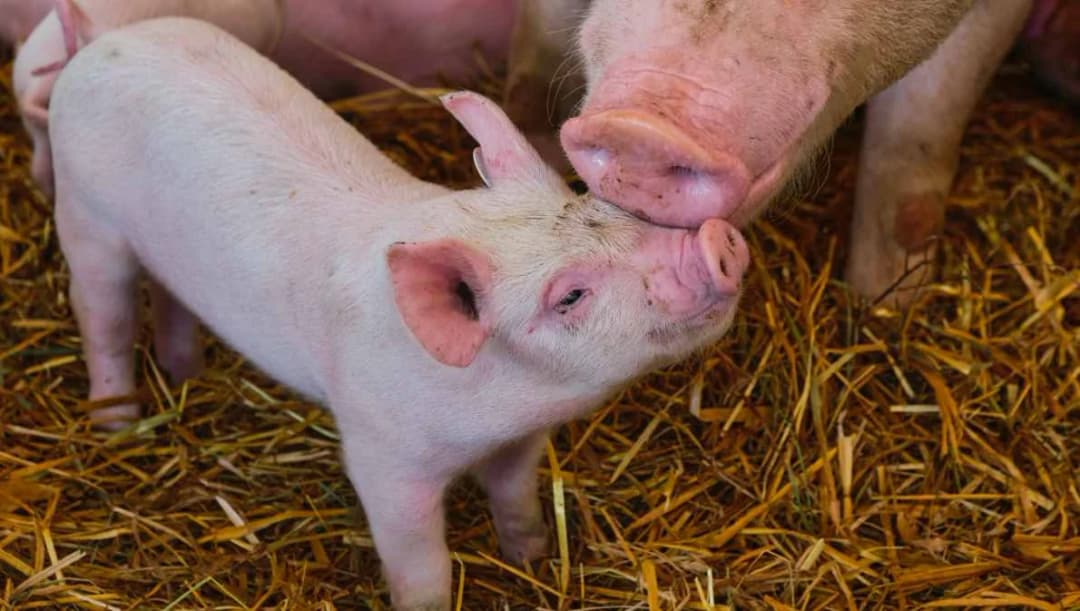 เปิดรายละเอียดหนังสือแจ้งไทยพบ ‘อหิวาต์แอฟริกาในหมู’ จากภาคีคณบดีคณะสัตวแพทยฯ 14 สถาบัน ส่งถึงกรมปศุสัตว์