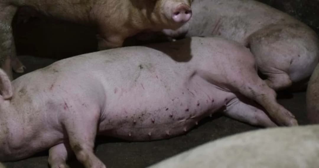 ประธานภาคีคณบดีสัตวแพทย์ฯ ยืนยัน ส่งหนังสือถึงกรมปศุสัตว์ พบโรค ASF ในสุกรไทย