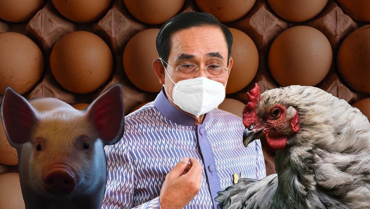 นายกฯ สั่งเร่งแก้ปัญหา หมู-ไก่-ไข่ ขึ้นราคาบรรเทาความเดือดร้อนประชาชน
