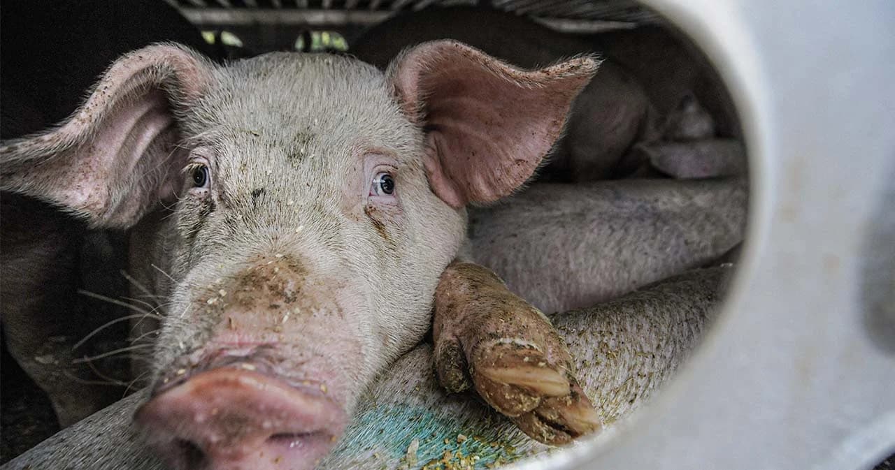 ครม.อนุมัติงบกลาง 574 ล้านบาท แก้โรค ASF ในหมู ยังไม่ปลดอธิบดีกรมปศุสัตว์ออกจากตำแหน่ง