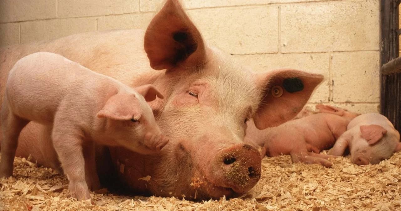 เปิดรายละเอียด งบกลางกว่า 574 ล้าน รัฐเยียวยาเกษตรกรผู้เลี้ยงหมู ที่เจอโรคระบาด ต้องทำลายทิ้ง