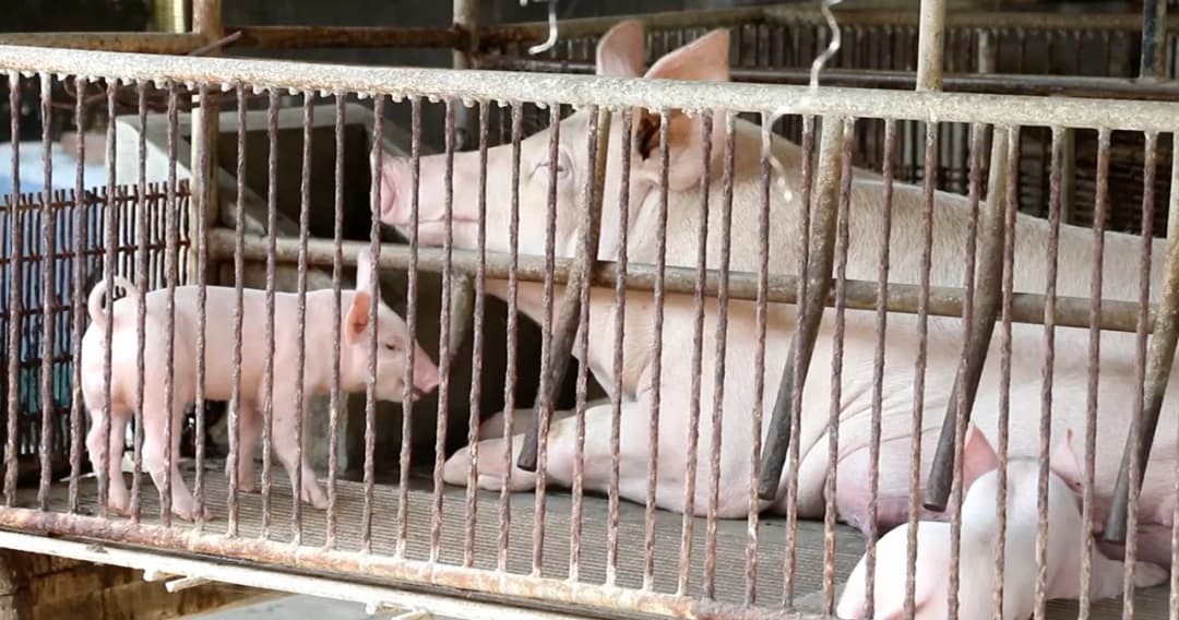 เจ้าของฟาร์มหมูถูกโทรศัพท์ขู่ฆ่า หลังออกมาพูดเรื่องโรคระบาดหมู