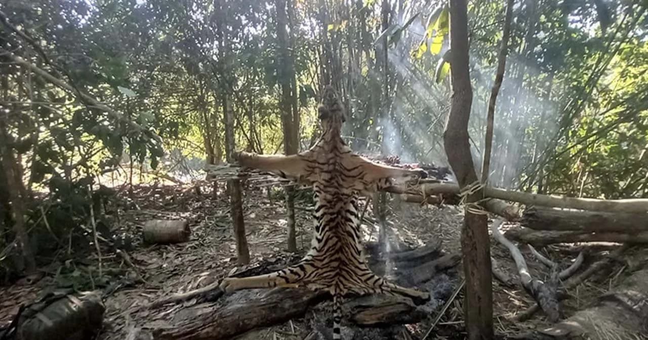 5 ผู้ต้องหานายพรานล่าเสือทองผาภูมิ ทยอยมอบตัวแล้ว