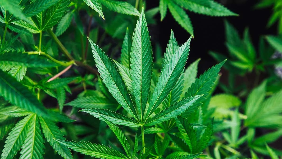 สธ.ย้ำ 9 มิ.ย.ปลูกกัญชา-กัญชง เพื่อสุขภาพ ต้องจดแจ้งผ่านเว็บไซต์หรือแอพพลิเคชั่น