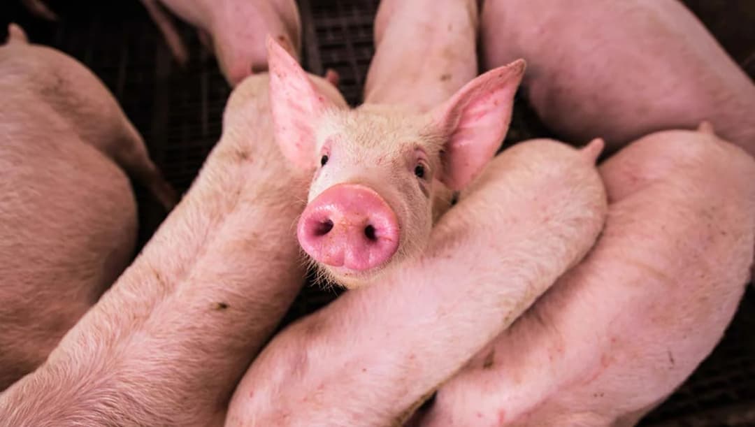 สอบ.เสนอ 5 ข้อลดผลกระทบหมูแพง จี้ภาครัฐแก้ปัญหาระยะยาว