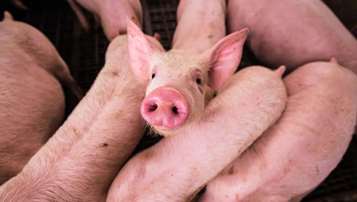 สอบ.เสนอ 5 ข้อลดผลกระทบหมูแพง จี้ภาครัฐแก้ปัญหาระยะยาว