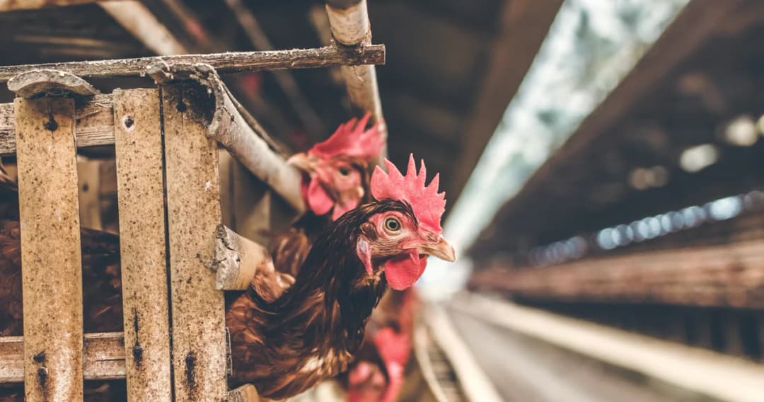 กกร. มีมติให้ไก่และเนื้อไก่เป็นสินค้าควบคุม 