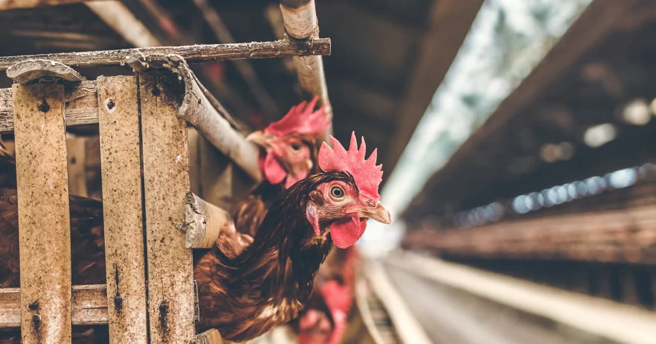 กกร. มีมติให้ไก่และเนื้อไก่เป็นสินค้าควบคุม