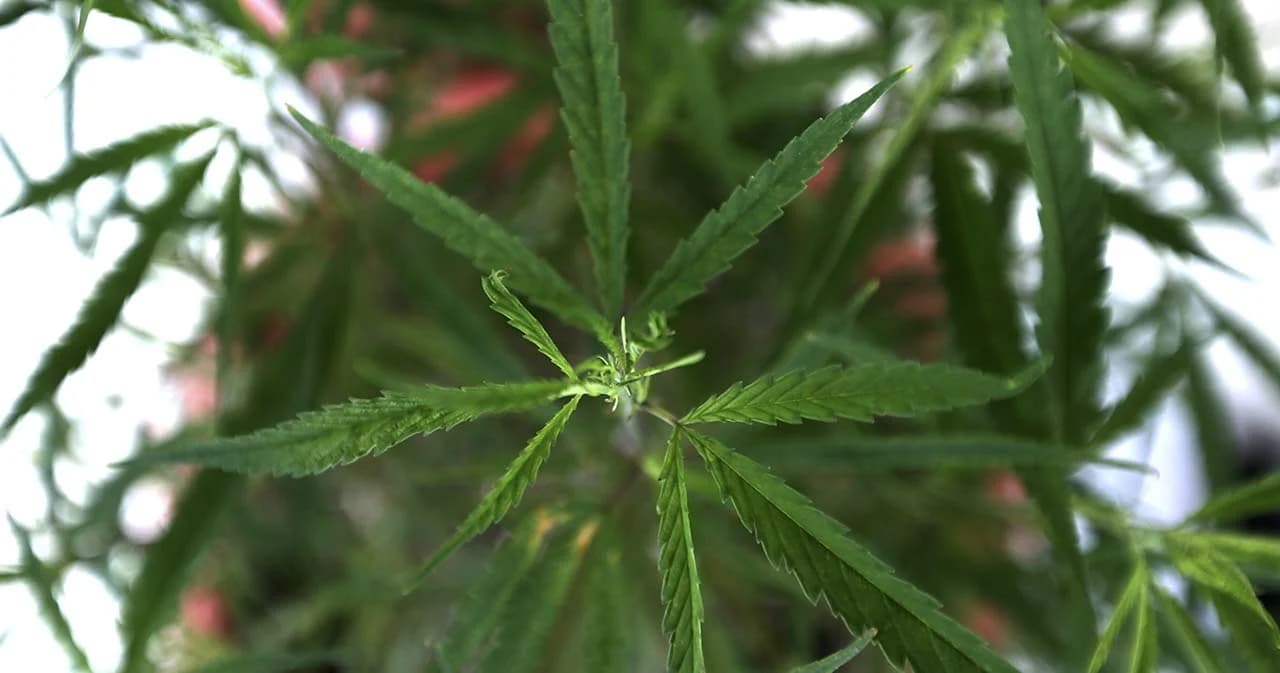 คกก.ควบคุมยาเสพติด ปลดล็อก ‘กัญชา’ พ้นรายชื่อยาเสพติด ส่งต่อ ป.ป.ส. เห็นชอบ 25 ม.ค.นี้