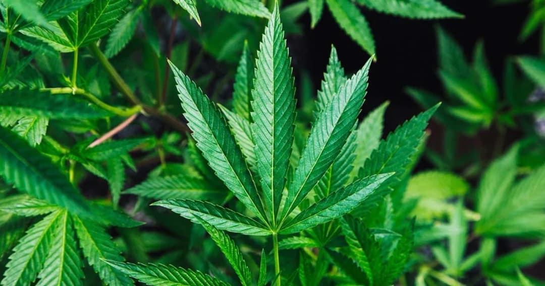 จิตแพทย์-เภสัช เครือข่ายต้านยาเสพติด ค้านปลดกัญชา ออกจากบัญชียาเสพติด