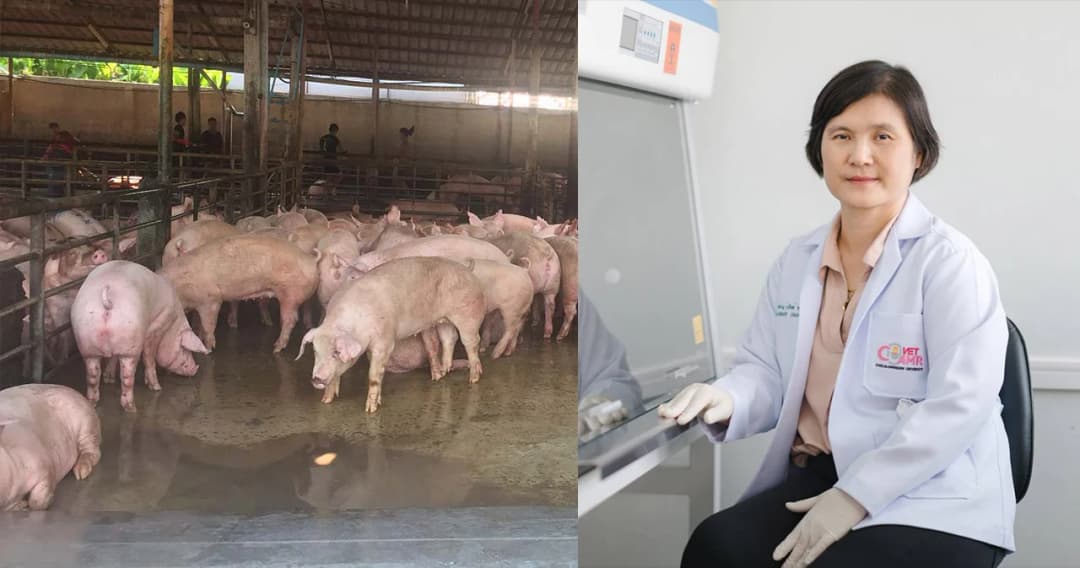 นักวิจัยดีเด่นแห่งชาติ ปี 2565 ไขรหัสพันธุกรรมเชื้อดื้อยาในสัตว์ สู่การแก้ปัญหาอย่างยั่งยืน