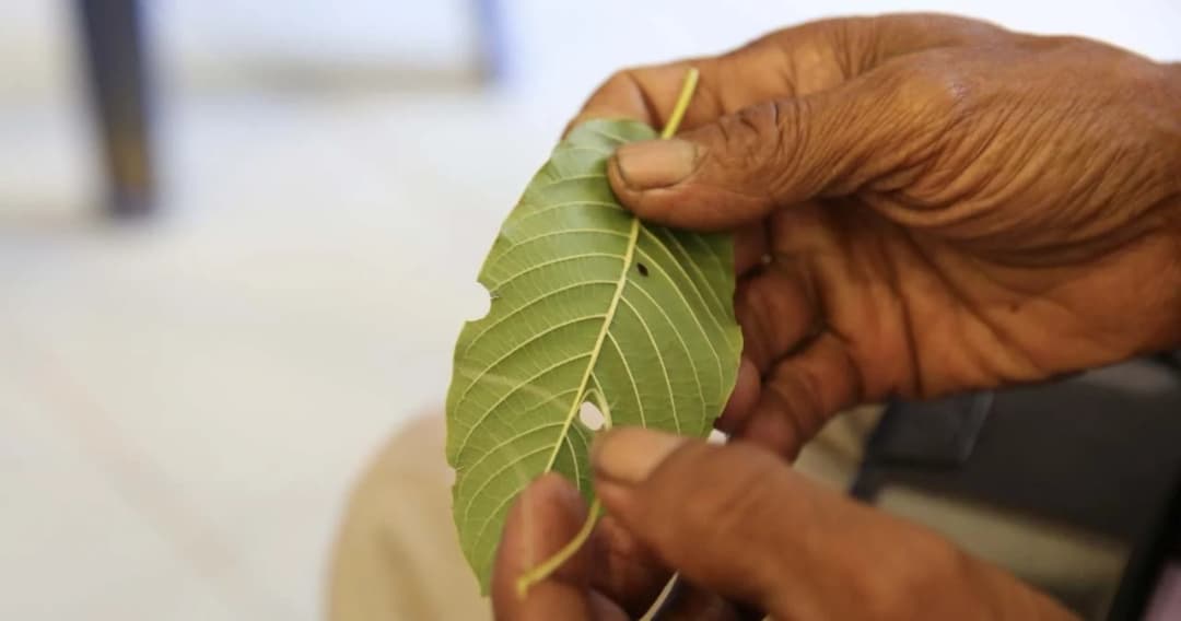 อีกมุมหนึ่งของ ‘พืชกระท่อม’ ปลดล็อกแล้ว แต่ยังมีกฎหมายคุมการใช้ในทางที่ผิด