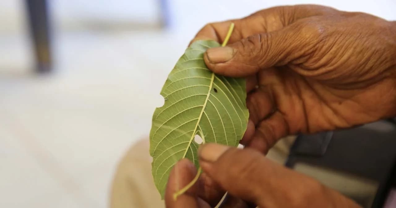อีกมุมหนึ่งของ ‘พืชกระท่อม’ ปลดล็อกแล้ว แต่ยังมีกฎหมายคุมการใช้ในทางที่ผิด