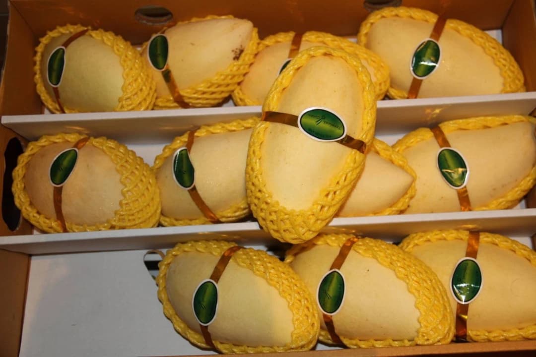 ‘มะม่วงน้ำดอกไม้สีทอง’ ผลงานวิจัย ม.นเรศวร ได้รับรางวัลผลงานวิจัย ปี 65