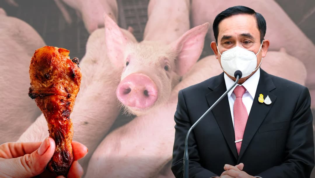 หมู-ไก่ ราคาถูกลง เพราะแก้ปัญหาเร็ว ตรงจุด