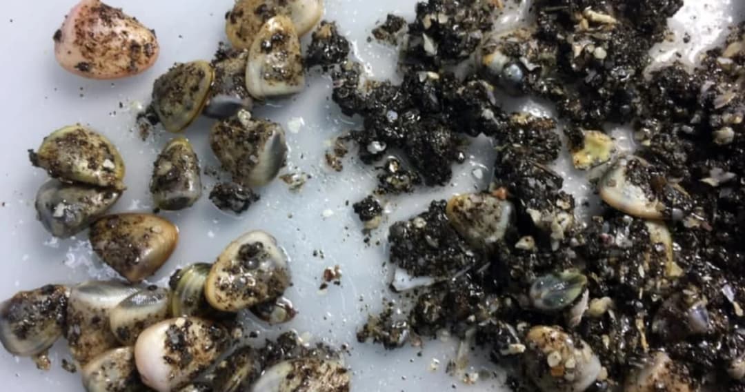 ดร.ธรณ์ พบหอยเสียบคลุกน้ำมันตาย หาดแม่รำพึง บางจุดเจอฟิล์มน้ำมัน เหตุน้ำมันรั่วซ้ำ ยิ่งทำลายระบบนิเวศ