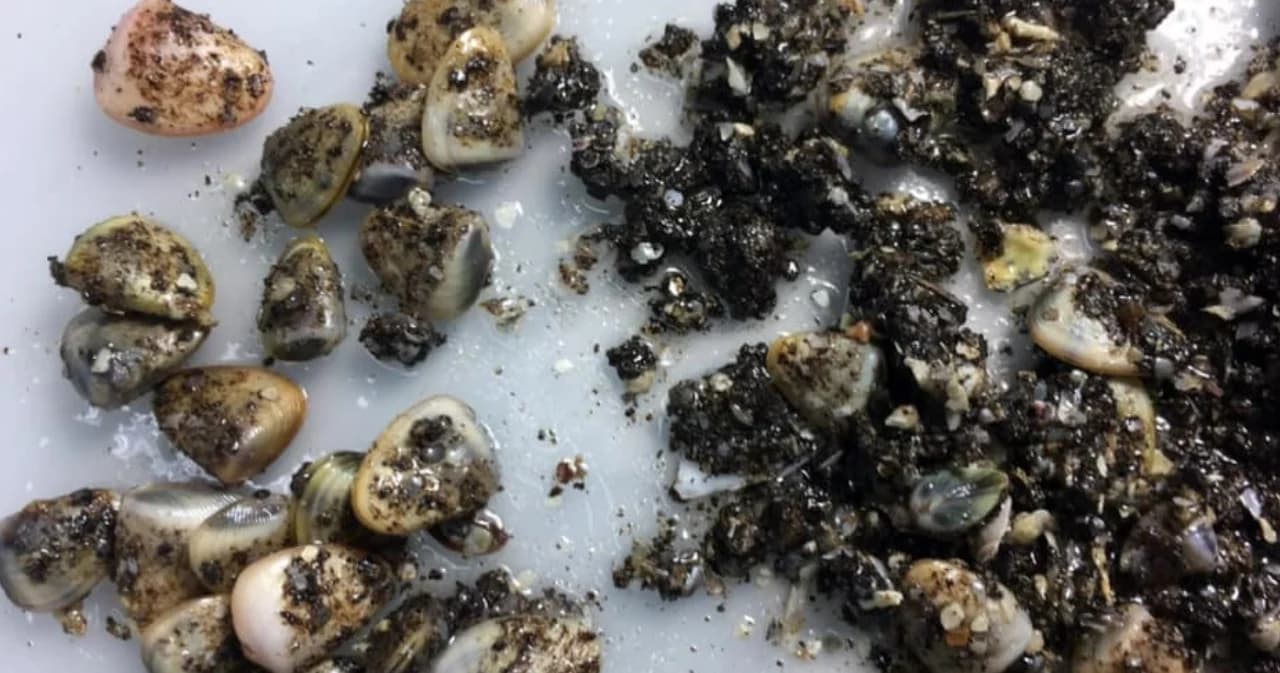 ดร.ธรณ์ พบหอยเสียบคลุกน้ำมันตาย หาดแม่รำพึง บางจุดเจอฟิล์มน้ำมัน เหตุน้ำมันรั่วซ้ำ ยิ่งทำลายระบบนิเวศ