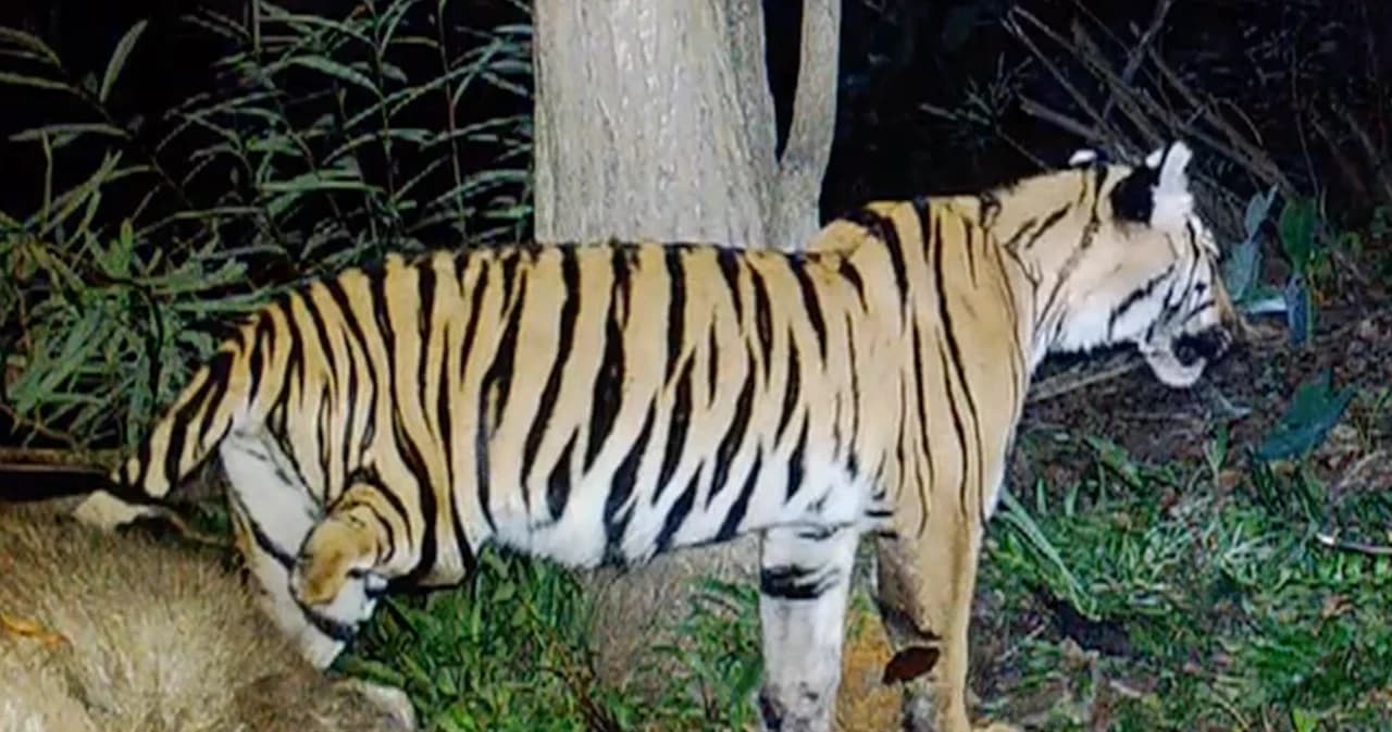 พบซากอุ้งเท้าเสือติดบ่วงแร้ว ดิ้นจนขาขาดในเขตอุทยานแห่งชาติเขาแหลม