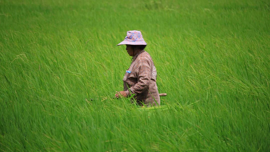 ครม.ไฟเขียวพักหนี้ 50% ให้เกษตรกรสมาชิกกองทุนฟื้นฟูลูกหนี้ 4 ธนาคารรัฐ