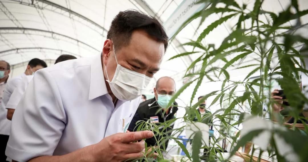 ‘อนุทิน’ ยัน ปชช.ปลูกกัญชาเพื่อรักษาตัวเองไม่ผิด ยส.5
