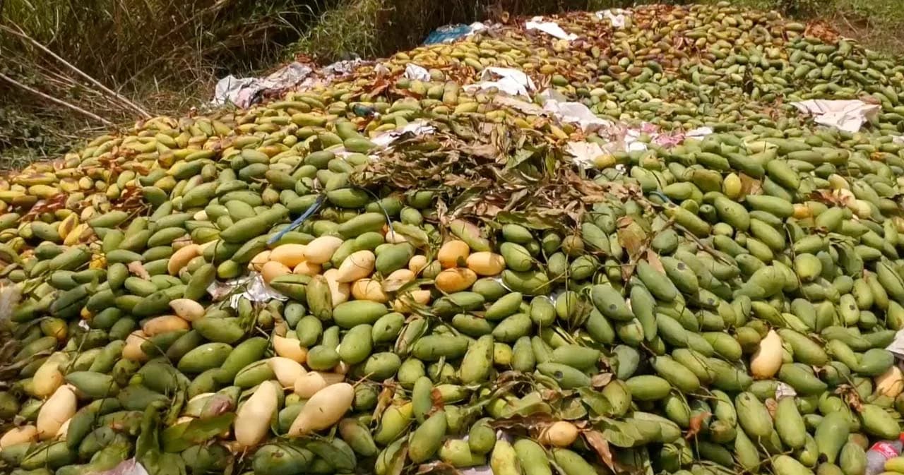 เททิ้งร่วม 100 ตัน มะม่วงเกรดส่งออก จ.พิจิตร ราคาตกต่ำเหลือกิโลละ 1-2 บาท