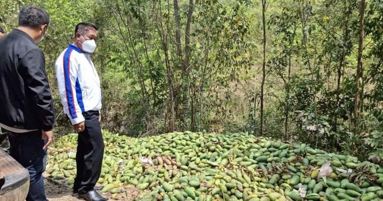 พรรคเศรษฐกิจไทย ช่วยชาวสวนมะม่วง ที่พิจิตร หลังราคาผลผลิตตกต่ำ