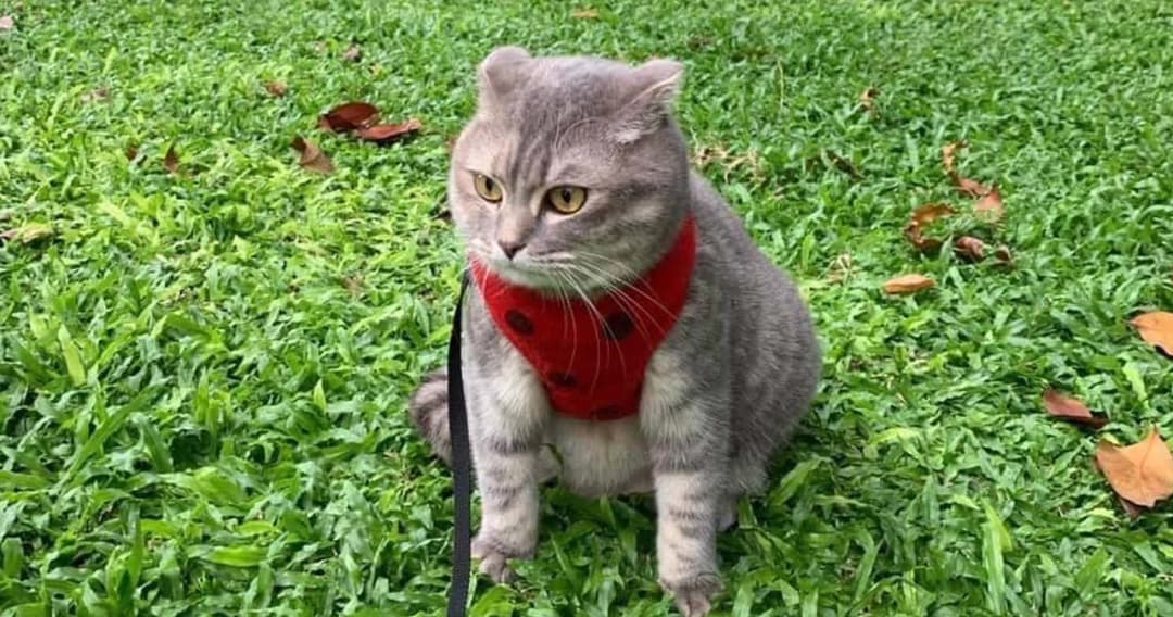 เจอน้อง ‘มณี’ แล้ว แมวที่หายออกจากบ้านจนต้องตั้งรางวัลนำส่ง 3 แสนบาท เจ้าของเผยน้องเดินกลับเข้าหมู่บ้านเอง